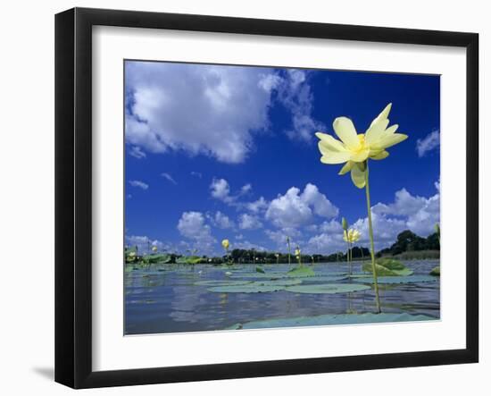 American Lotus, in Flower, Welder Wildlife Refuge, Rockport, Texas, USA-Rolf Nussbaumer-Framed Photographic Print