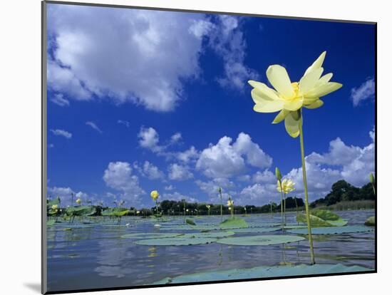 American Lotus, in Flower, Welder Wildlife Refuge, Rockport, Texas, USA-Rolf Nussbaumer-Mounted Photographic Print