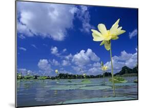 American Lotus, in Flower, Welder Wildlife Refuge, Rockport, Texas, USA-Rolf Nussbaumer-Mounted Photographic Print