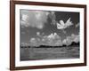 American Lotus, in Flower, Welder Wildlife Refuge, Rockport, Texas, USA-Rolf Nussbaumer-Framed Photographic Print