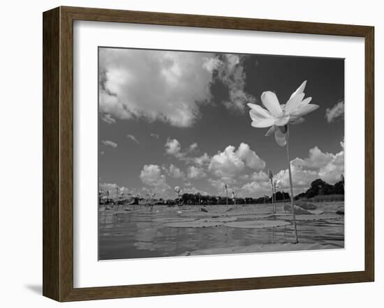 American Lotus, in Flower, Welder Wildlife Refuge, Rockport, Texas, USA-Rolf Nussbaumer-Framed Photographic Print