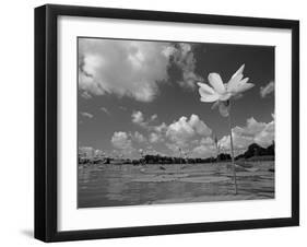 American Lotus, in Flower, Welder Wildlife Refuge, Rockport, Texas, USA-Rolf Nussbaumer-Framed Photographic Print