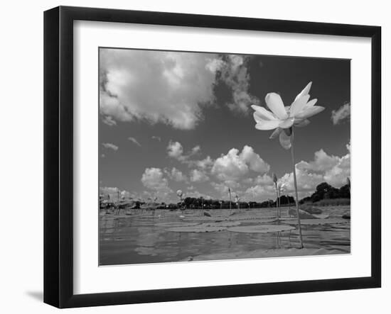 American Lotus, in Flower, Welder Wildlife Refuge, Rockport, Texas, USA-Rolf Nussbaumer-Framed Photographic Print