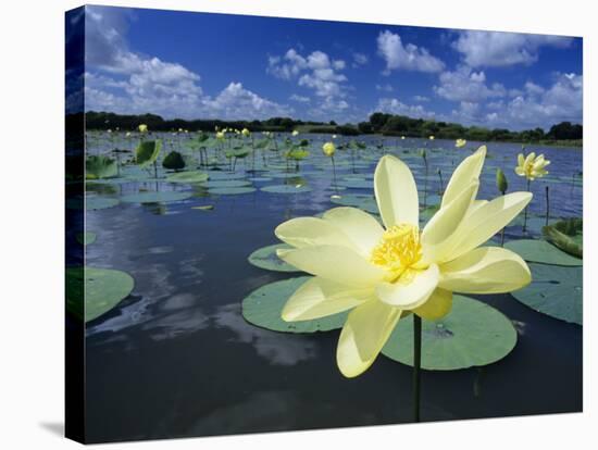 American Lotus, Welder Wildlife Refuge, Rockport, Texas, USA-Rolf Nussbaumer-Stretched Canvas