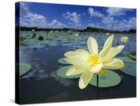 American Lotus, Welder Wildlife Refuge, Rockport, Texas, USA-Rolf Nussbaumer-Stretched Canvas