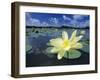 American Lotus, Welder Wildlife Refuge, Rockport, Texas, USA-Rolf Nussbaumer-Framed Photographic Print