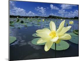 American Lotus, Welder Wildlife Refuge, Rockport, Texas, USA-Rolf Nussbaumer-Mounted Photographic Print