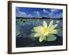 American Lotus, Welder Wildlife Refuge, Rockport, Texas, USA-Rolf Nussbaumer-Framed Photographic Print