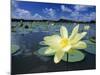 American Lotus, Welder Wildlife Refuge, Rockport, Texas, USA-Rolf Nussbaumer-Mounted Photographic Print