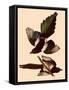 American Magpies-John James Audubon-Framed Stretched Canvas