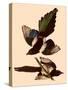 American Magpies-John James Audubon-Stretched Canvas