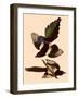 American Magpies-John James Audubon-Framed Giclee Print