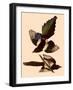 American Magpies-John James Audubon-Framed Giclee Print