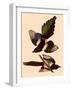 American Magpies-John James Audubon-Framed Giclee Print