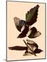 American Magpies-John James Audubon-Mounted Giclee Print