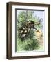 American Marksman in a Tree Firing at British Soldiers, Revolutionary War-null-Framed Giclee Print