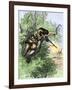 American Marksman in a Tree Firing at British Soldiers, Revolutionary War-null-Framed Giclee Print