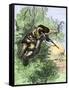 American Marksman in a Tree Firing at British Soldiers, Revolutionary War-null-Framed Stretched Canvas