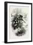 American Marksman Up a Tree, USA, 1870s-null-Framed Giclee Print