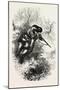 American Marksman Up a Tree, USA, 1870s-null-Mounted Giclee Print