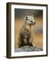 American Marten (Martes Americana) Sitting Portrait, Baxter State Park, Maine, USA-George Sanker-Framed Photographic Print