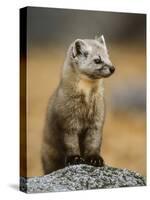 American Marten (Martes Americana) Sitting Portrait, Baxter State Park, Maine, USA-George Sanker-Stretched Canvas