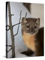 American Marten (Pine Marten) (Martes Americana) in the Snow-James Hager-Stretched Canvas