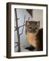 American Marten (Pine Marten) (Martes Americana) in the Snow-James Hager-Framed Photographic Print