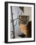 American Marten (Pine Marten) (Martes Americana) in the Snow-James Hager-Framed Photographic Print