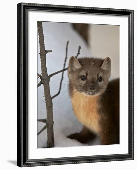 American Marten (Pine Marten) (Martes Americana) in the Snow-James Hager-Framed Photographic Print