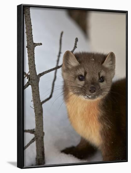 American Marten (Pine Marten) (Martes Americana) in the Snow-James Hager-Framed Photographic Print