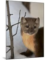 American Marten (Pine Marten) (Martes Americana) in the Snow-James Hager-Mounted Photographic Print