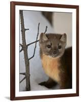 American Marten (Pine Marten) (Martes Americana) in the Snow-James Hager-Framed Photographic Print