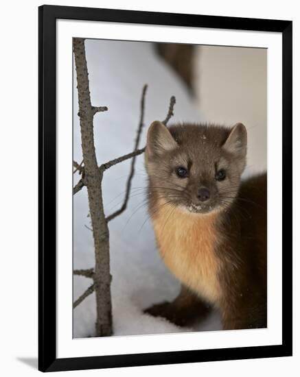 American Marten (Pine Marten) (Martes Americana) in the Snow-James Hager-Framed Photographic Print