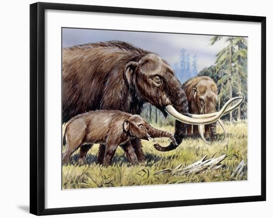 American Mastodon with Young-null-Framed Photographic Print