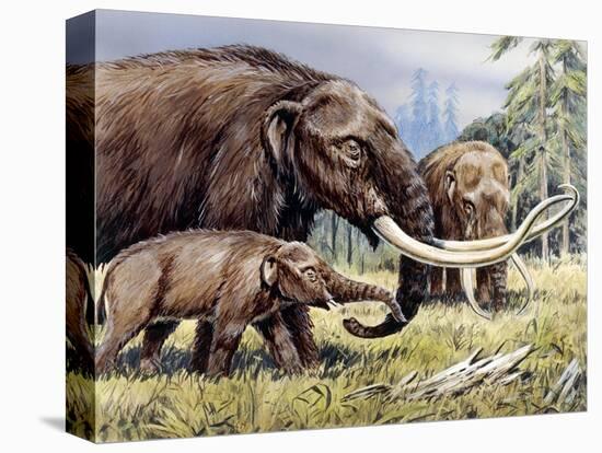 American Mastodon with Young-null-Stretched Canvas
