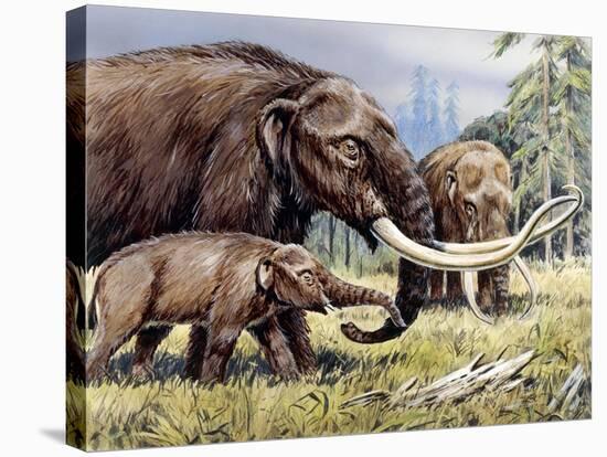 American Mastodon with Young-null-Stretched Canvas