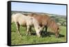 American Miniature Horse (Equus Caballus) Mare and Foal Grazing a Hillside Paddock-Nick Upton-Framed Stretched Canvas