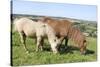 American Miniature Horse (Equus Caballus) Mare and Foal Grazing a Hillside Paddock-Nick Upton-Stretched Canvas