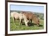 American Miniature Horse (Equus Caballus) Mare and Foal Grazing a Hillside Paddock-Nick Upton-Framed Photographic Print
