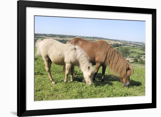 American Miniature Horse (Equus Caballus) Mare and Foal Grazing a Hillside Paddock-Nick Upton-Framed Photographic Print