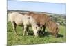 American Miniature Horse (Equus Caballus) Mare and Foal Grazing a Hillside Paddock-Nick Upton-Mounted Photographic Print