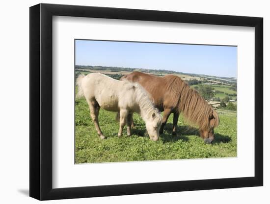 American Miniature Horse (Equus Caballus) Mare and Foal Grazing a Hillside Paddock-Nick Upton-Framed Photographic Print