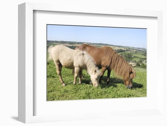 American Miniature Horse (Equus Caballus) Mare and Foal Grazing a Hillside Paddock-Nick Upton-Framed Photographic Print