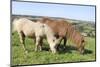 American Miniature Horse (Equus Caballus) Mare and Foal Grazing a Hillside Paddock-Nick Upton-Mounted Photographic Print