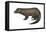 American Mink (Neovison Vison), Weasel, Mammals-Encyclopaedia Britannica-Framed Stretched Canvas