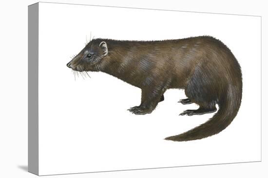 American Mink (Neovison Vison), Weasel, Mammals-Encyclopaedia Britannica-Stretched Canvas