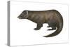 American Mink (Neovison Vison), Weasel, Mammals-Encyclopaedia Britannica-Stretched Canvas