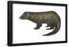 American Mink (Neovison Vison), Weasel, Mammals-Encyclopaedia Britannica-Framed Poster