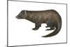 American Mink (Neovison Vison), Weasel, Mammals-Encyclopaedia Britannica-Mounted Poster